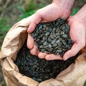 Premium Pumpkin Seeds (Grade A) Model / item code: P/SEED-IM18A