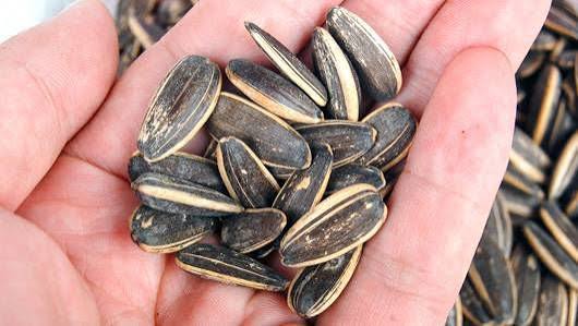 UNFLOWER SEEDS IN SHELL