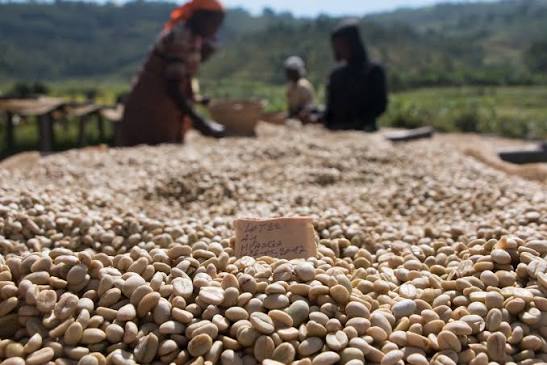 Arabica Coffee Bean (Fully Washed) - Image 2